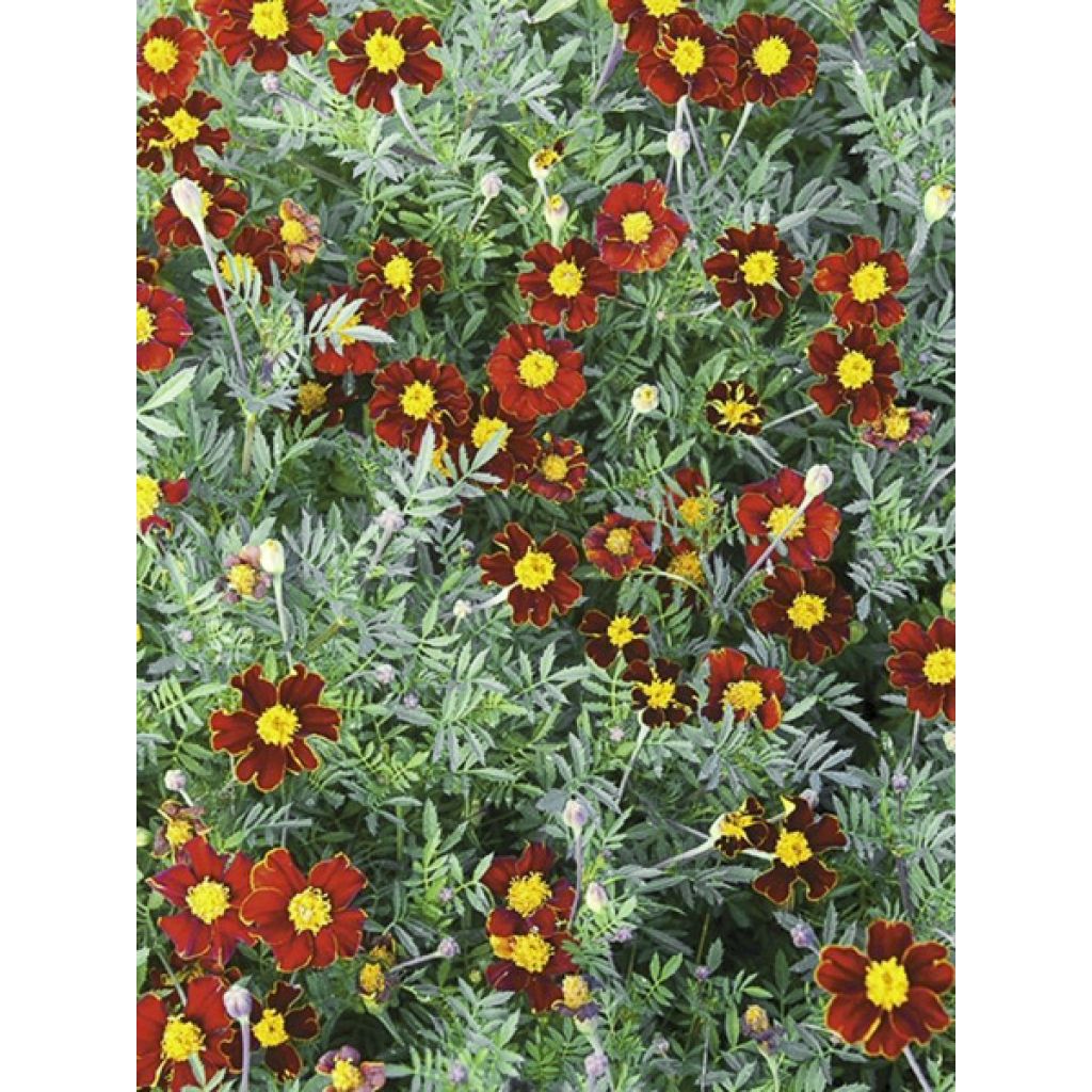 Clavel de moro Red Knight