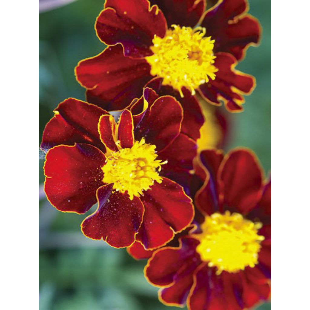 Clavel de moro Red Knight