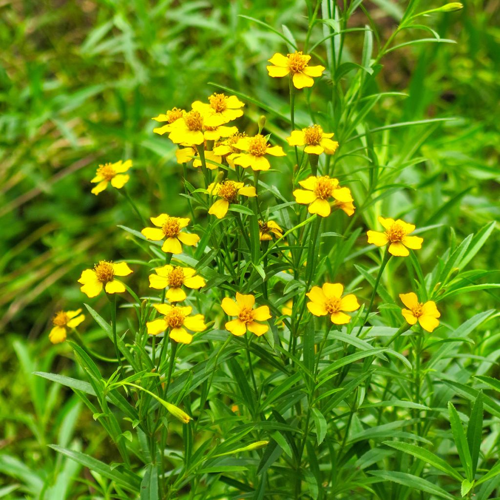 Tagete BIO - Tagetes lucida