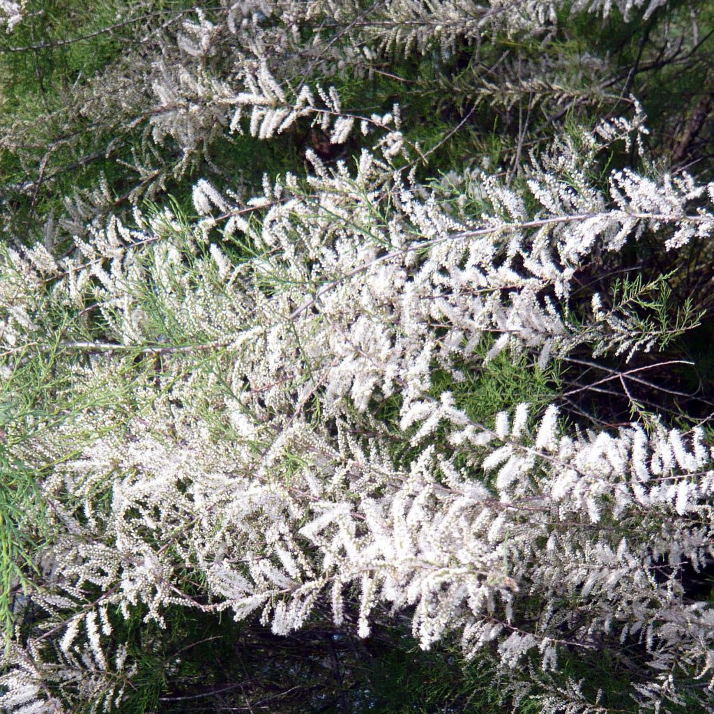 Tamarix ramosissima Hulsdonk White - Taray catina
