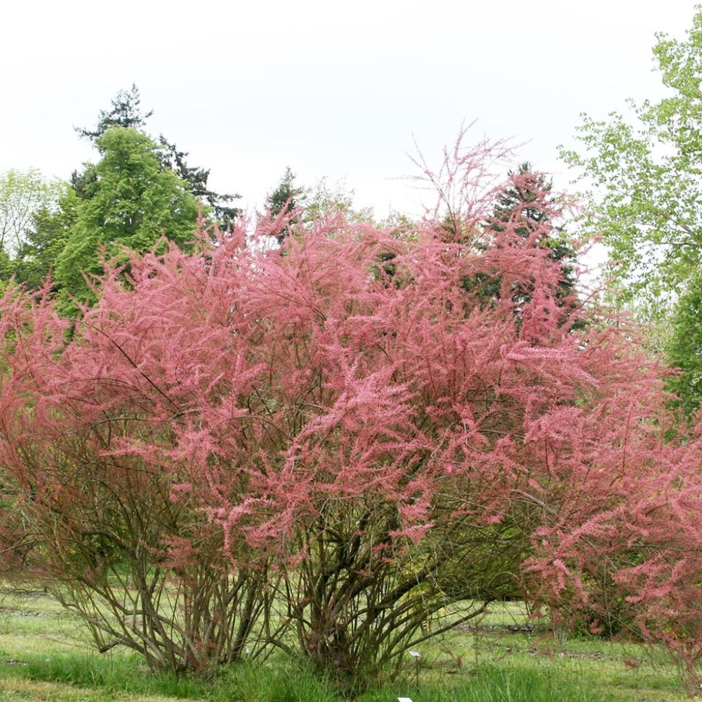 Tamarix ramosissima Rubra - Taray catina