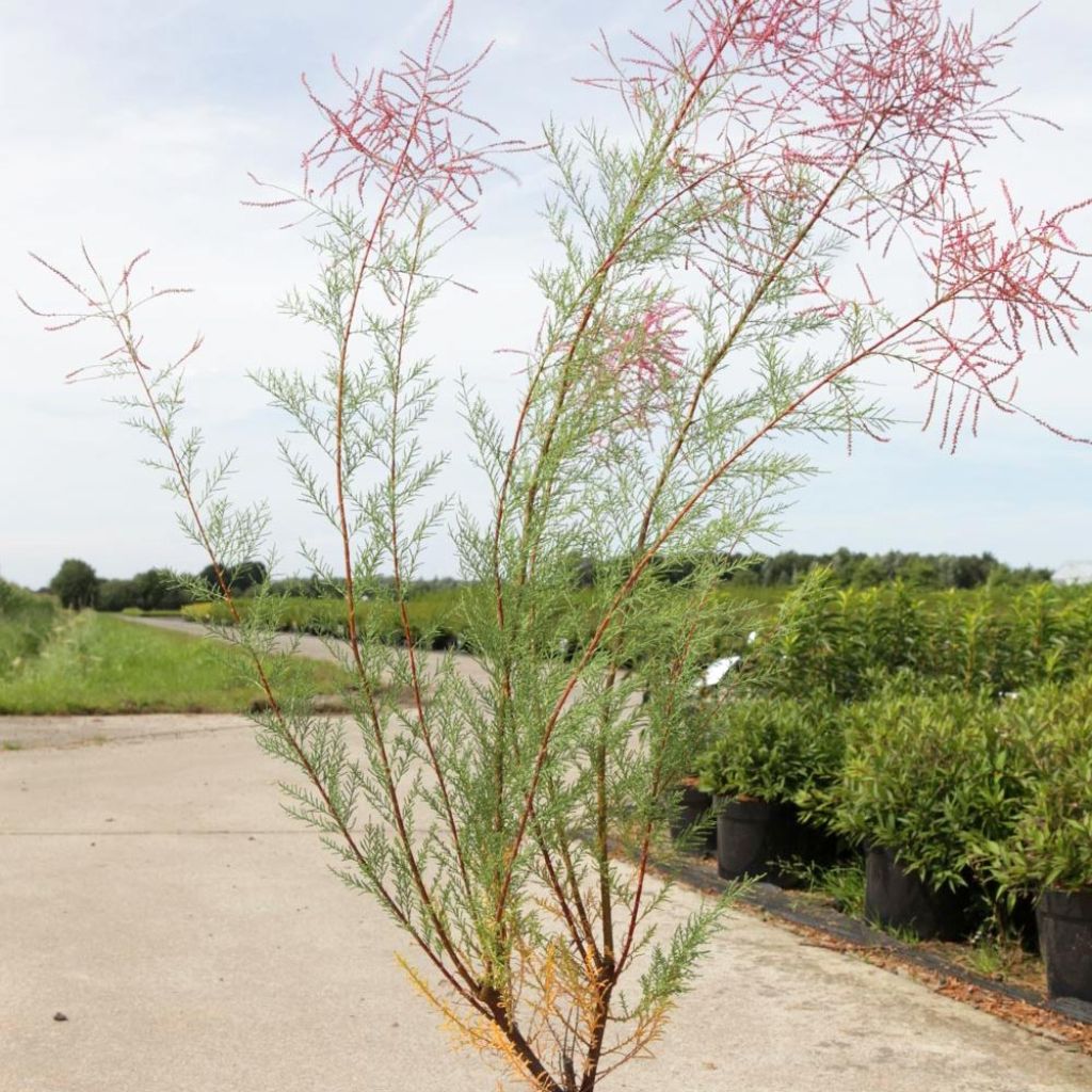 Tamarix ramosissima Rubra - Taray catina