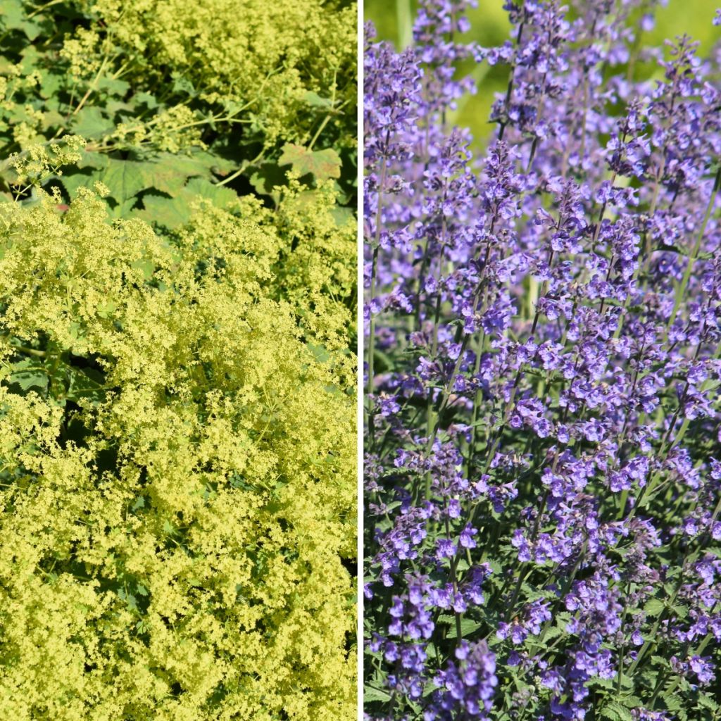 Tapiz Amarillo y Azul, alquemilas y mentas de gato