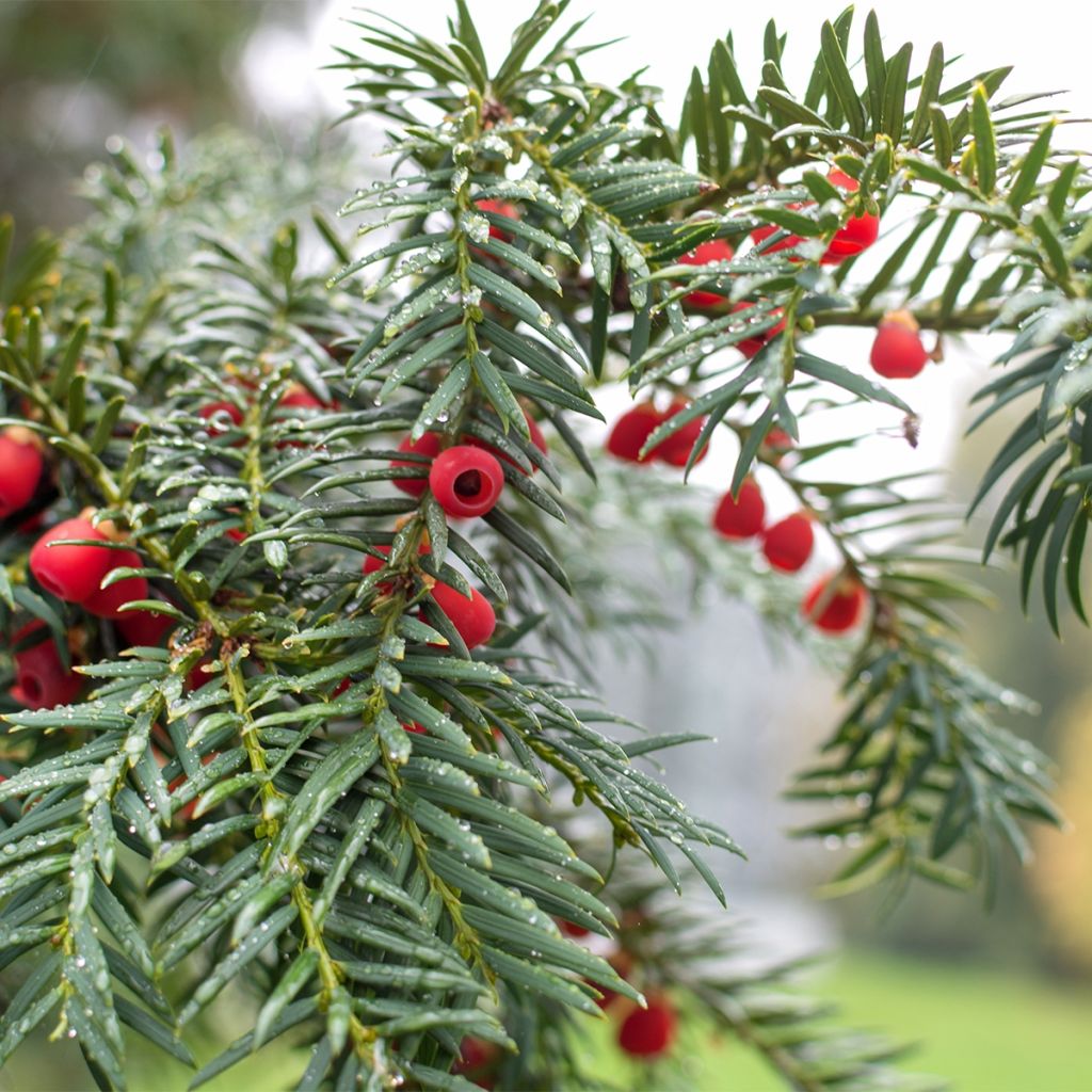 Taxus baccata Dovastoniana - If commun