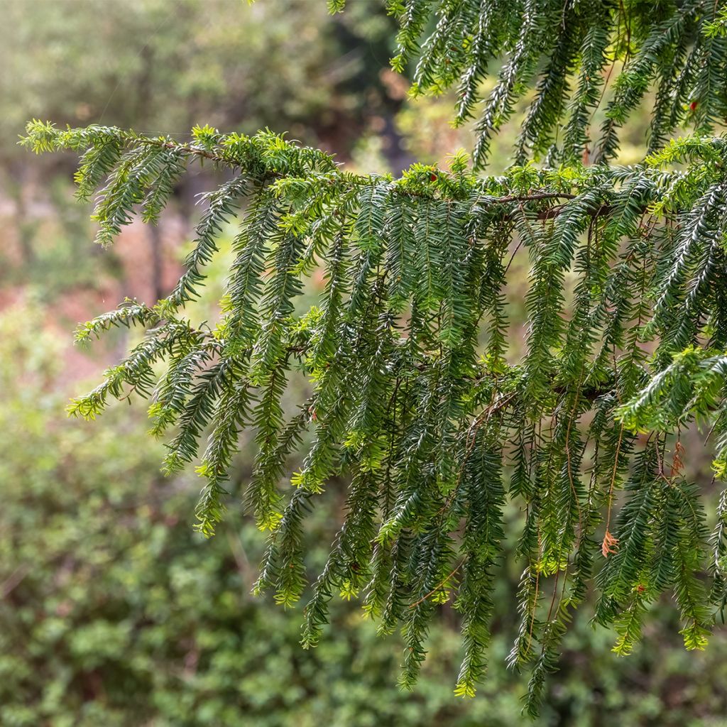 Taxus baccata Dovastoniana - If commun