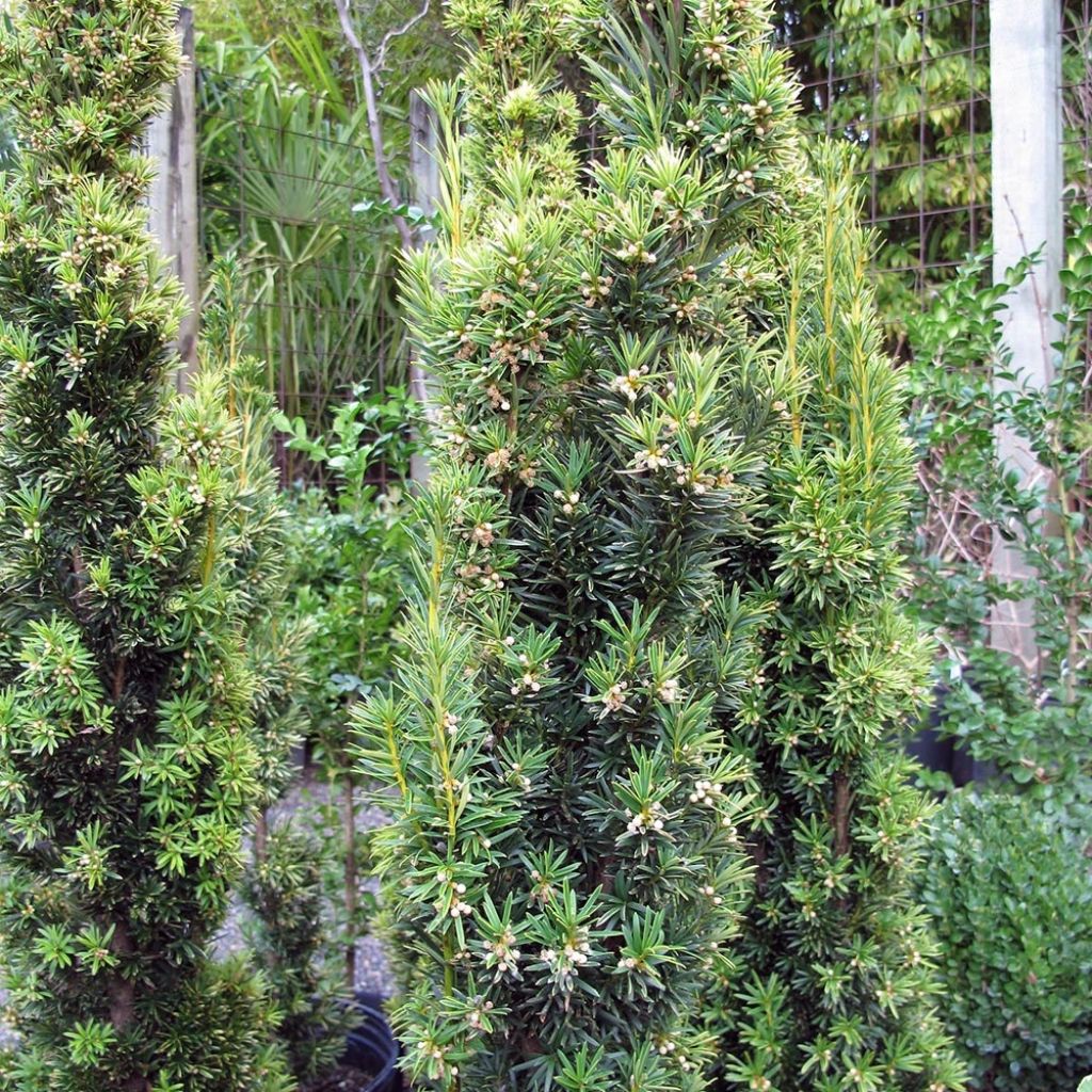 Tejo Fastigiata Aurea - Taxus baccata