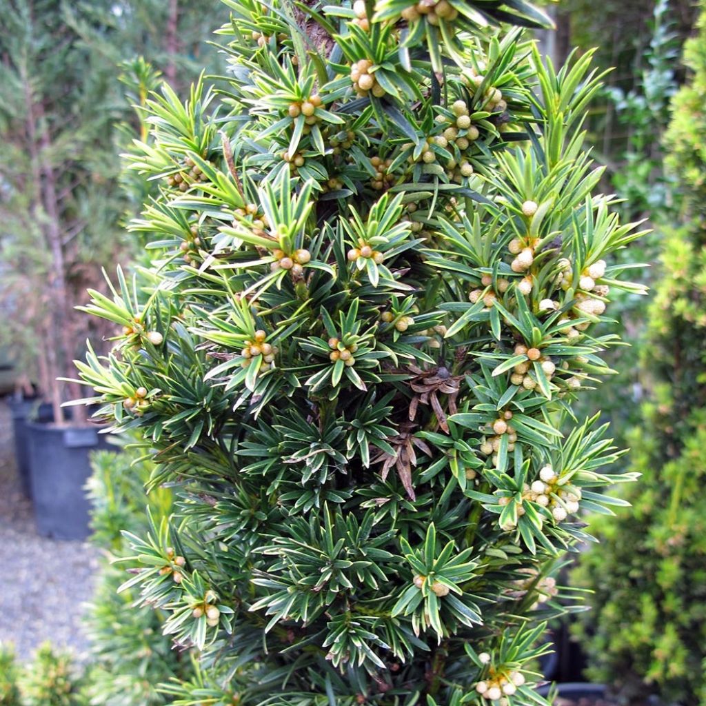Tejo Fastigiata Aurea - Taxus baccata