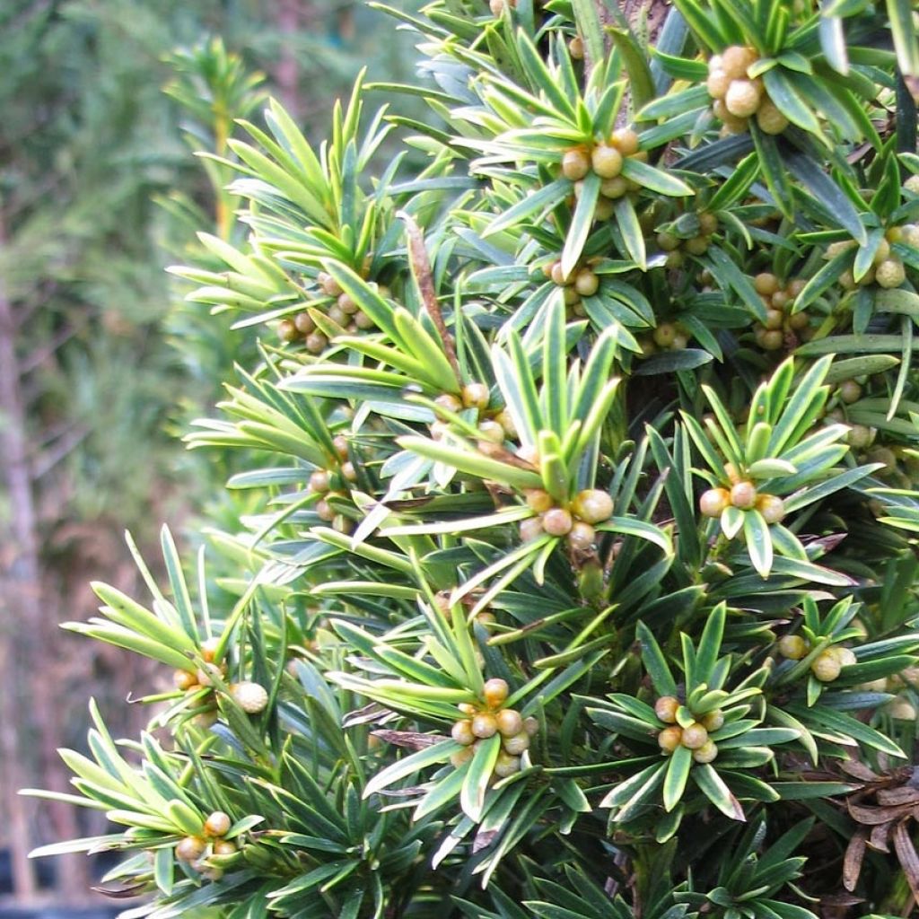 Tejo Fastigiata Aurea - Taxus baccata