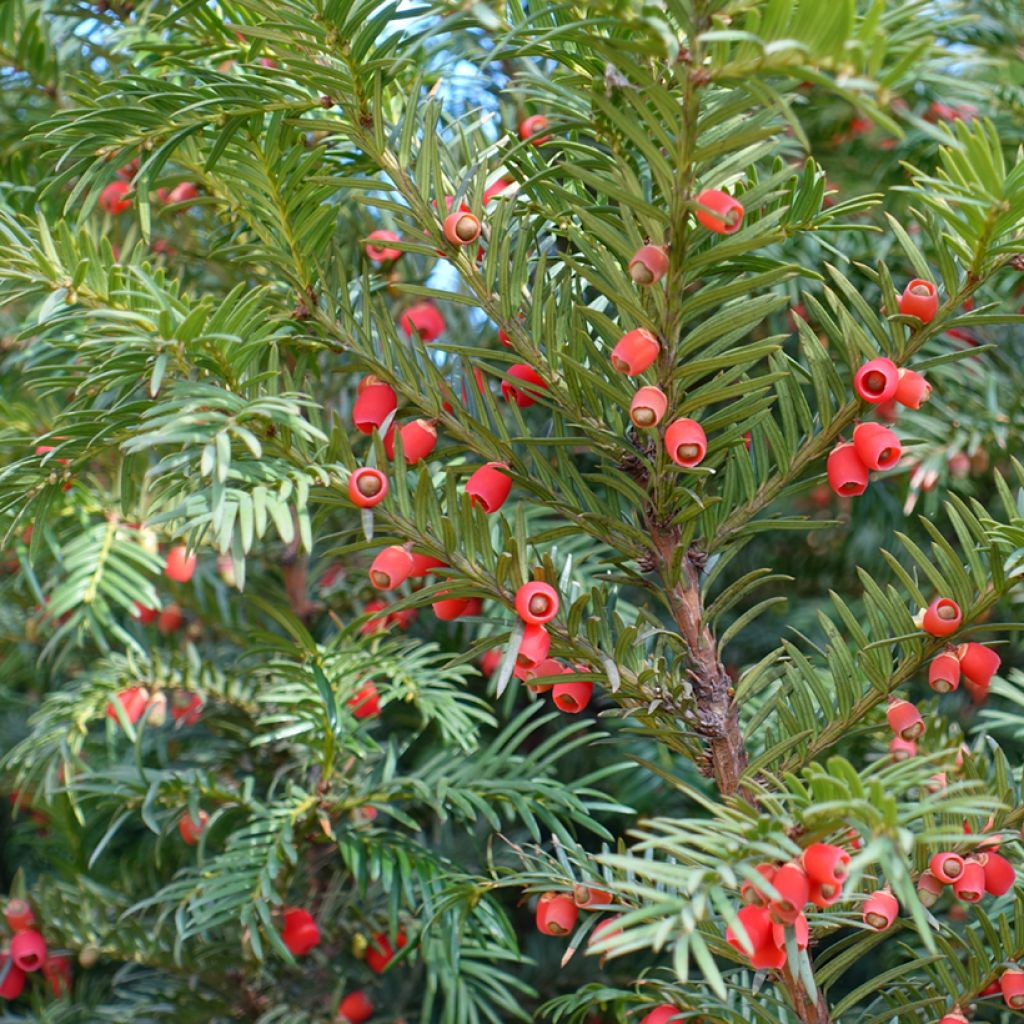 Tejo - Taxus baccata
