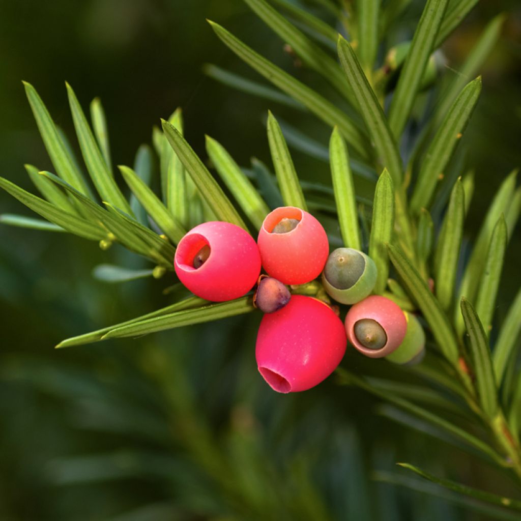 Tejo - Taxus baccata
