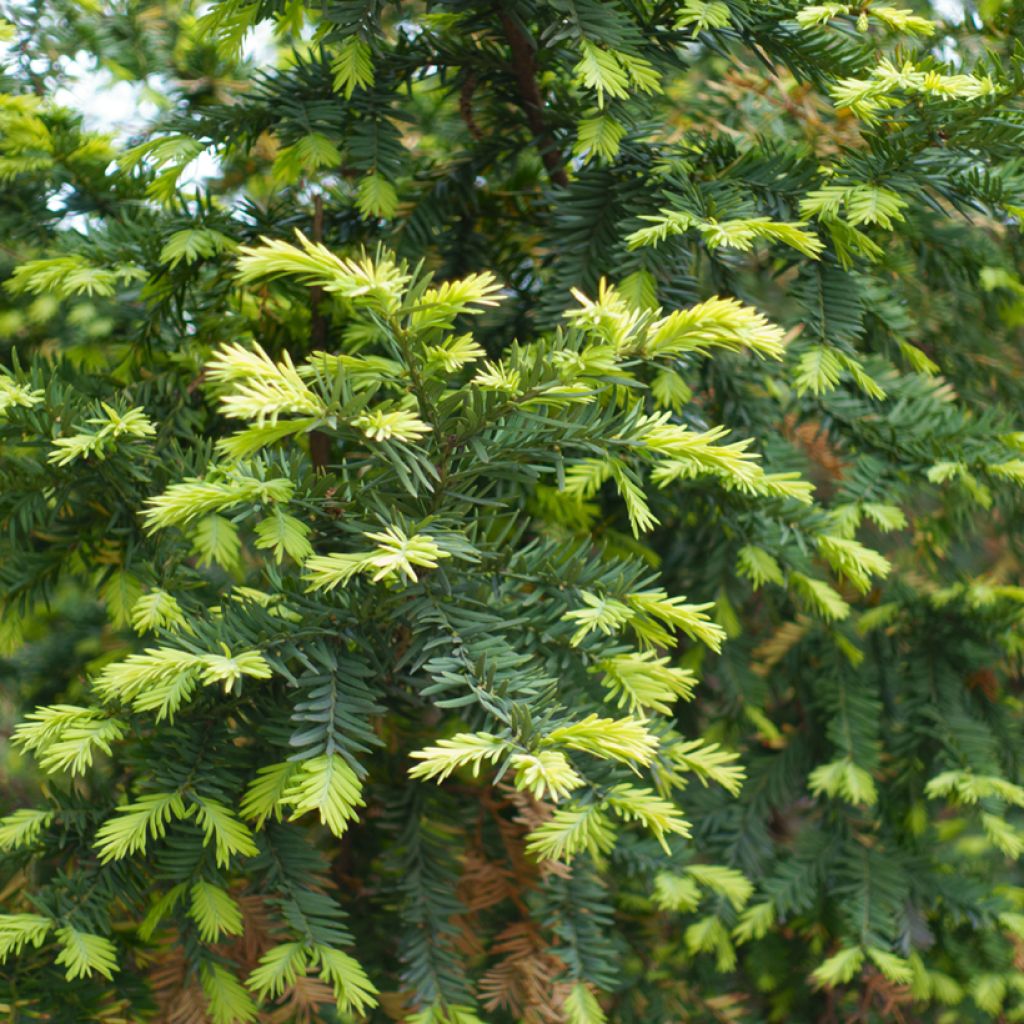 Tejo - Taxus baccata