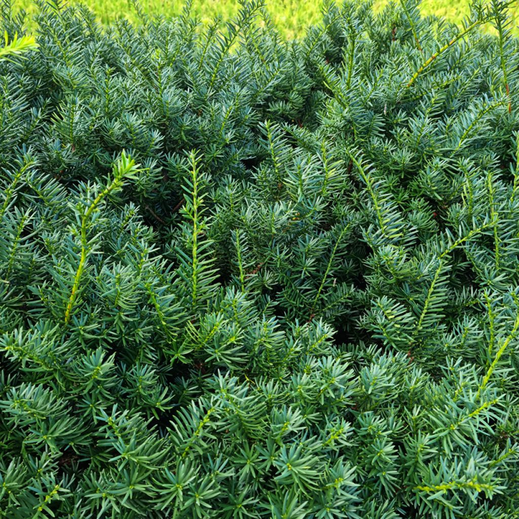 Tejo - Taxus baccata