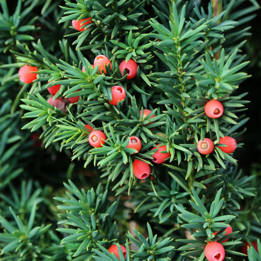 Tejo - Taxus baccata
