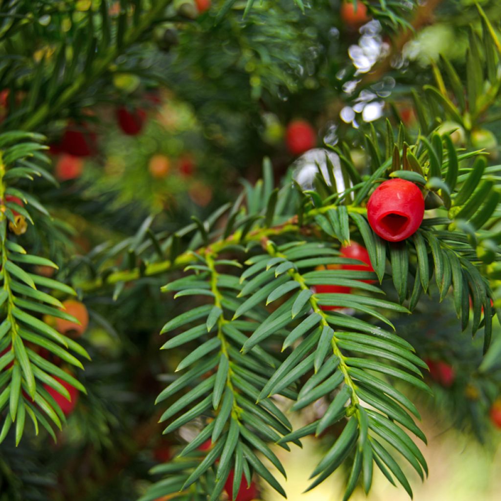 Tejo - Taxus baccata