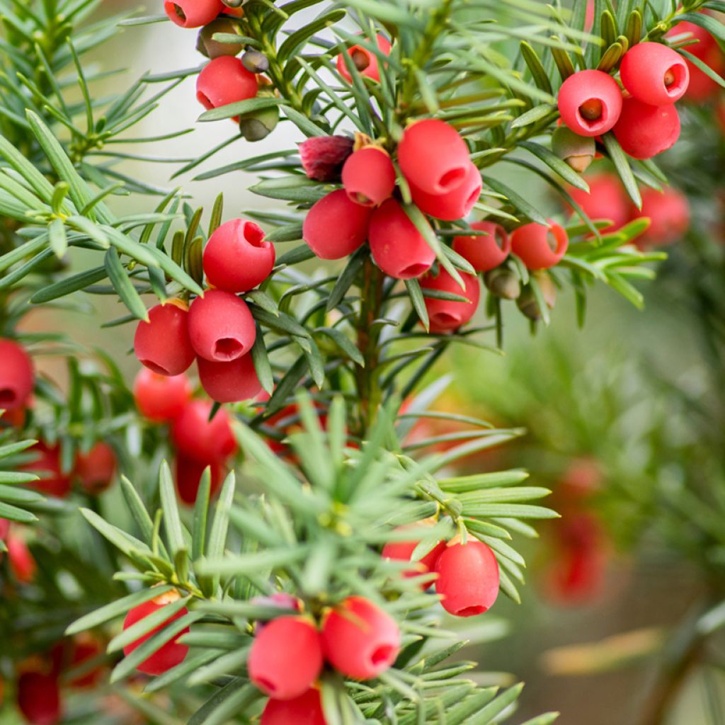 Tejo - Taxus baccata