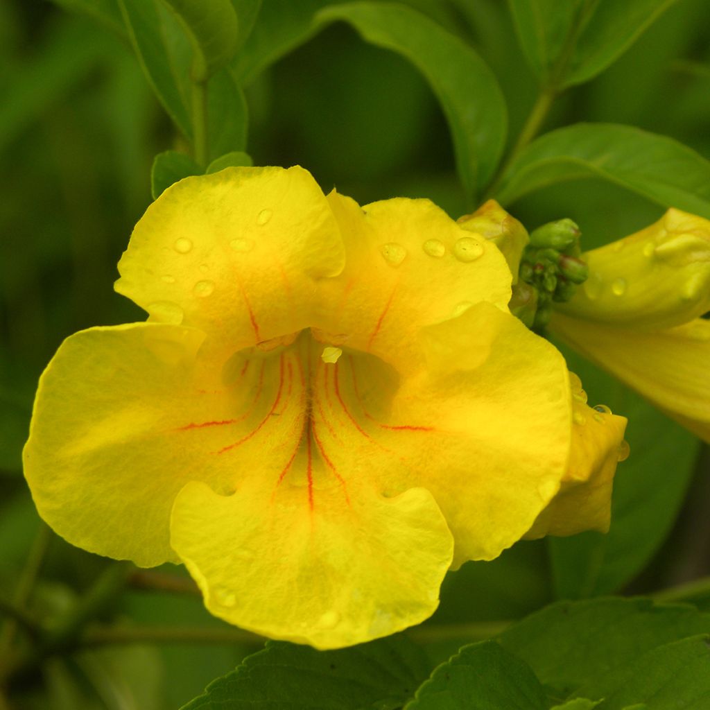 Tecoma stans - Bignonia amarilla