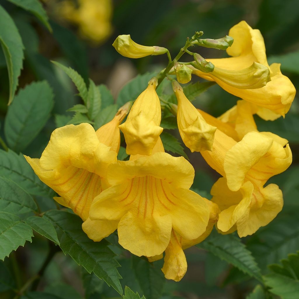 Tecoma stans - Bignonia amarilla