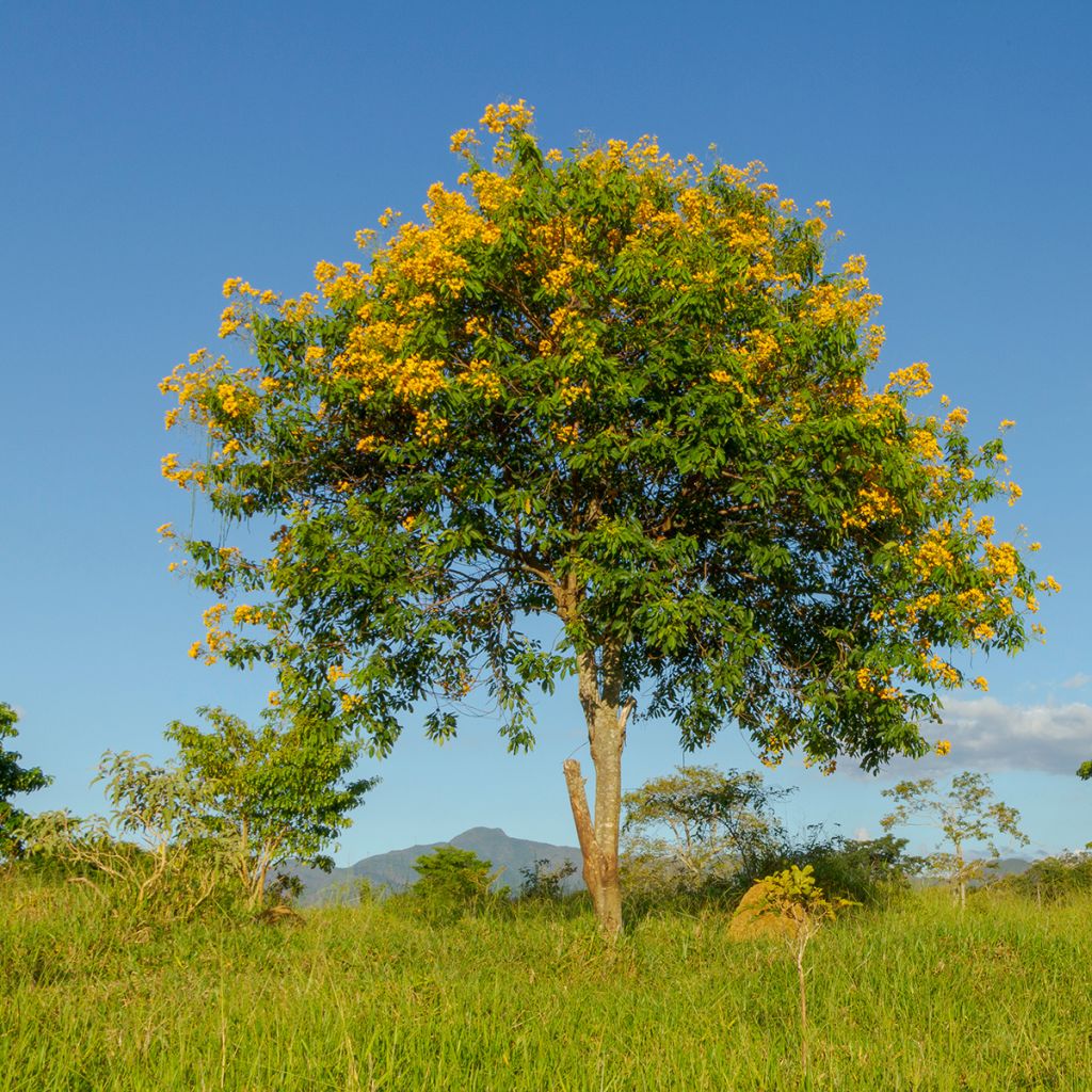 Tecoma stans - Bignonia amarilla