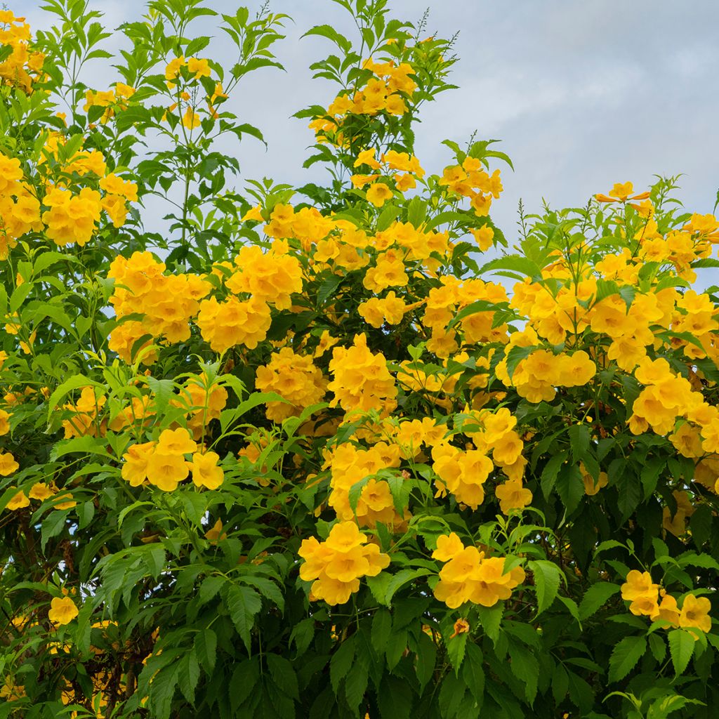 Tecoma stans - Bignonia amarilla