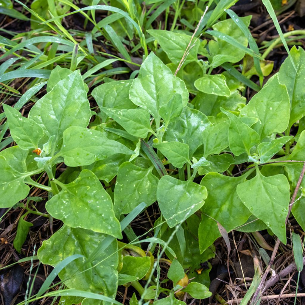 Espinaca de Nueva Zelanda (semillas) - Tetragonia tetragonoides