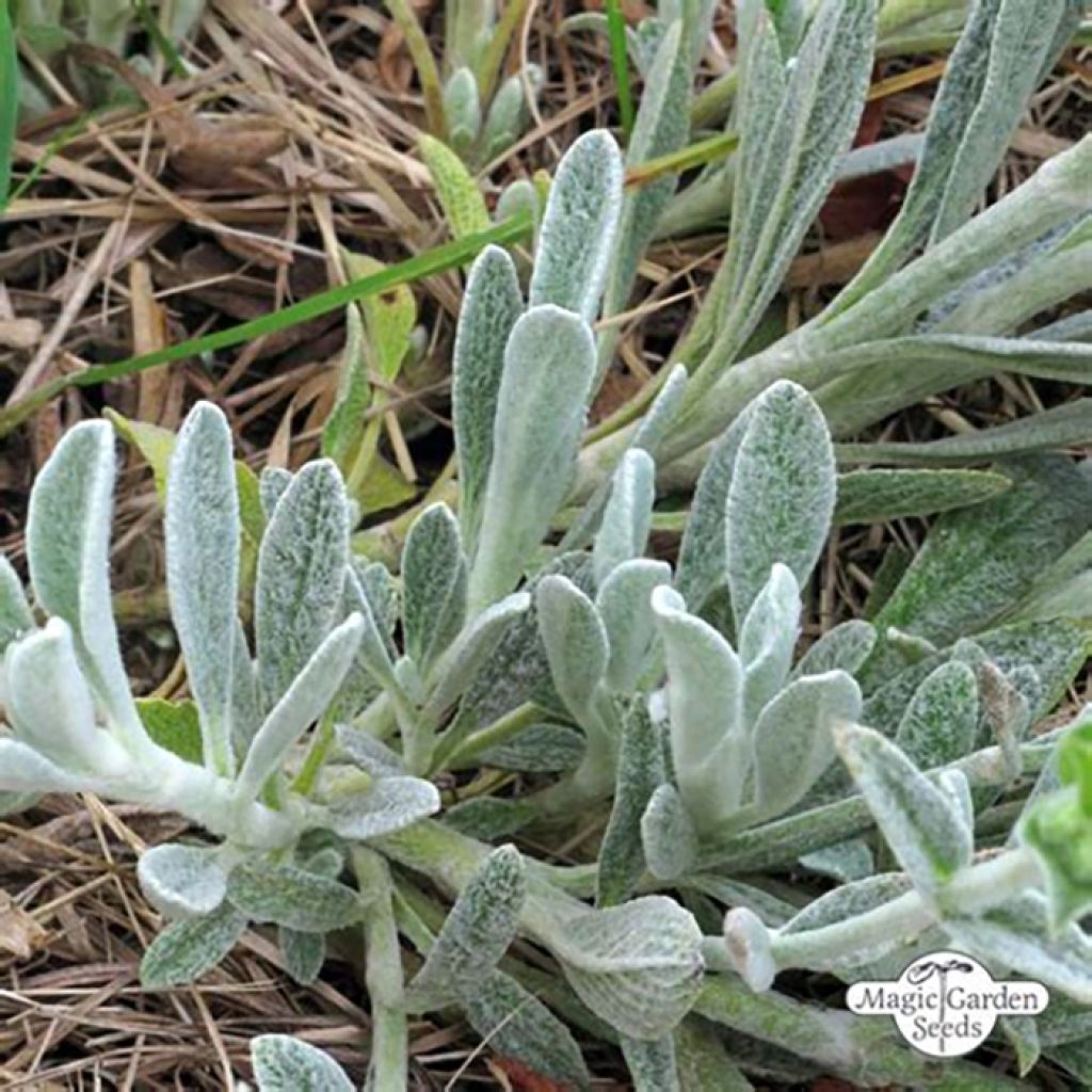 Té de montaña griega - Sideritis syriaca