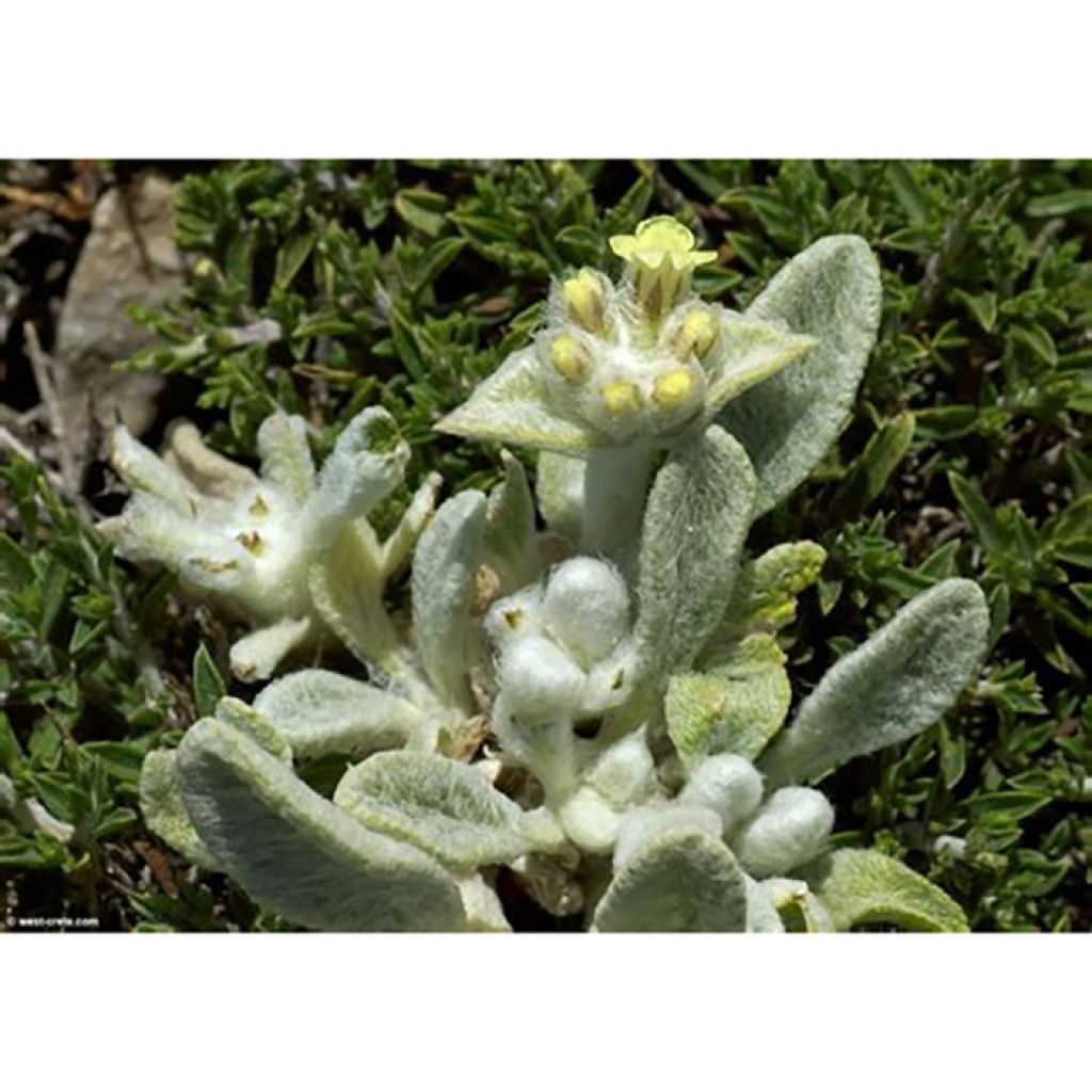 Té de montaña griega - Sideritis syriaca