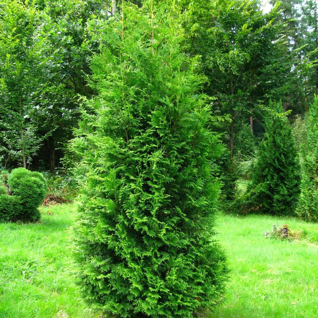 Thuya du Canada -Thuja occidentalis Brabant