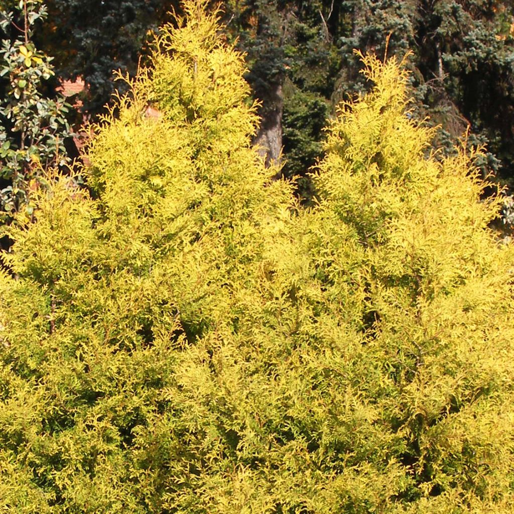 Thuja occidentalis Rheingold - Thuya du Canada