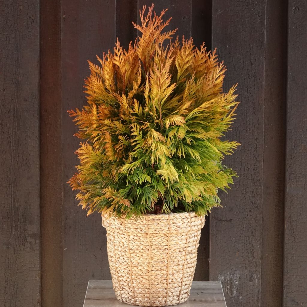 Thuja plicata 4 Ever Goldy
