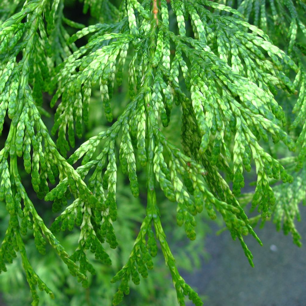 Thuya pour haie Zebrina - Thuja plicata