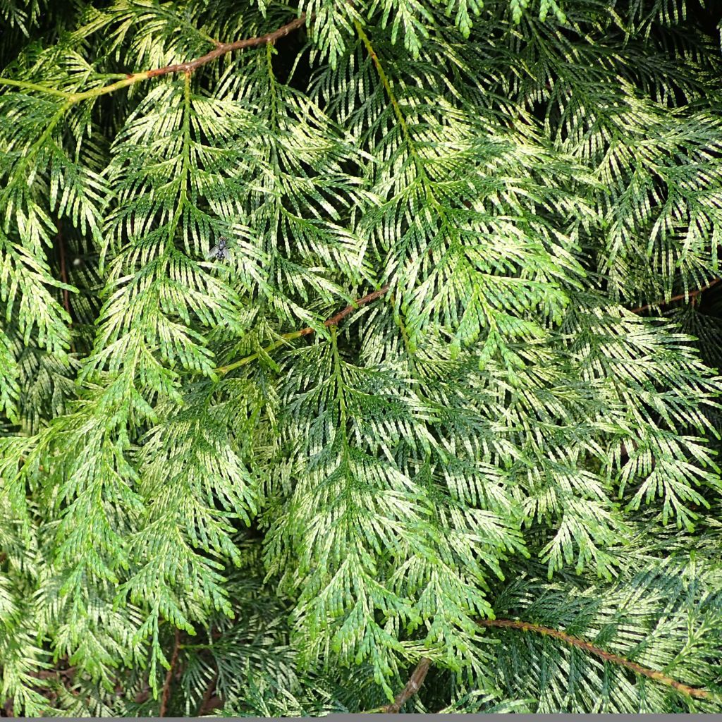 Thuya pour haie Zebrina - Thuja plicata