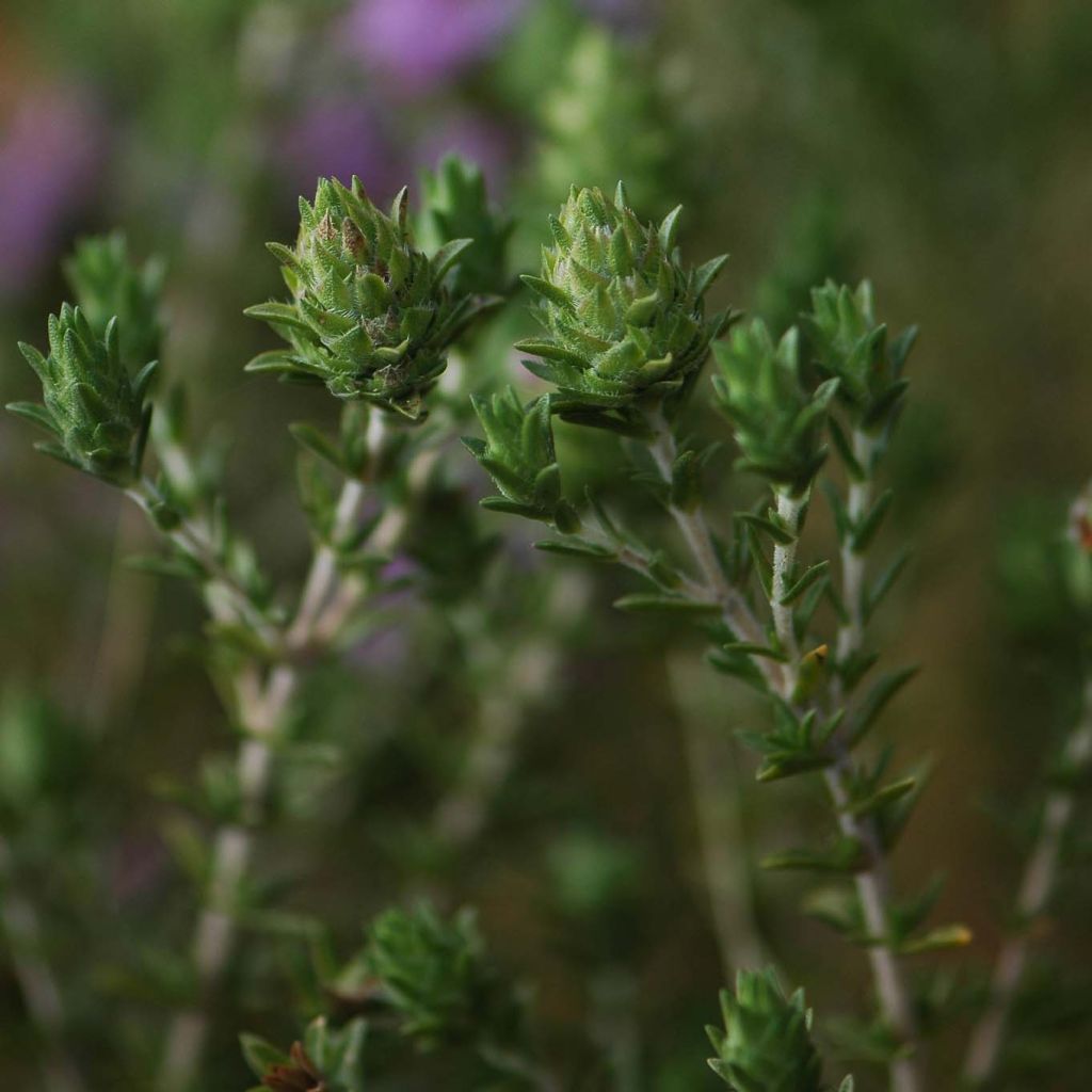 Tomillo andaluz - Thymus capitatus