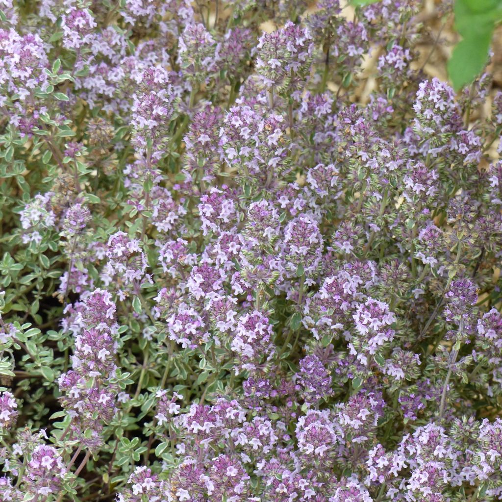 Tomillo Silver Posie