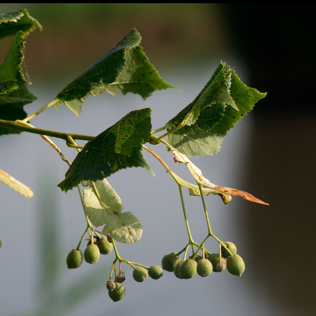 Tilia cordata Rancho - Tilo silvestre