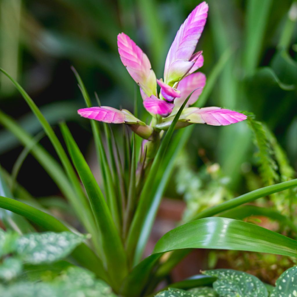 Tillandsia Andreas - Planta de aire