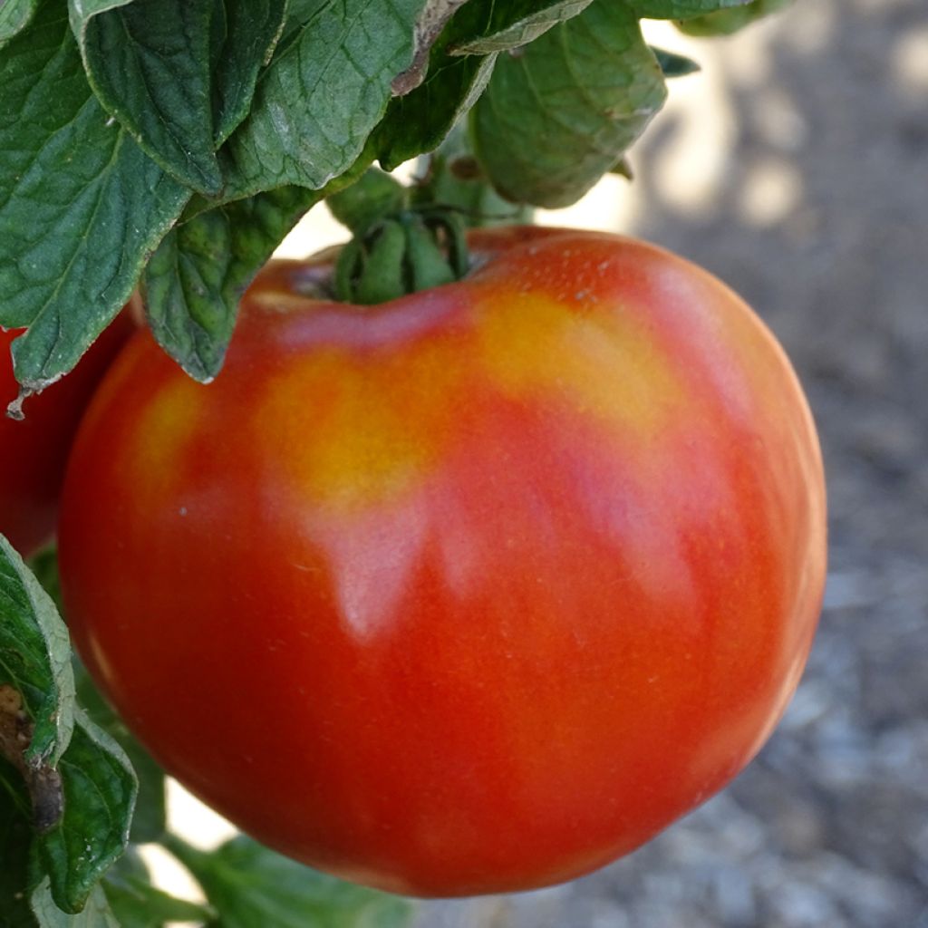 Tomate Maestria Bio - La Sélection du Chef