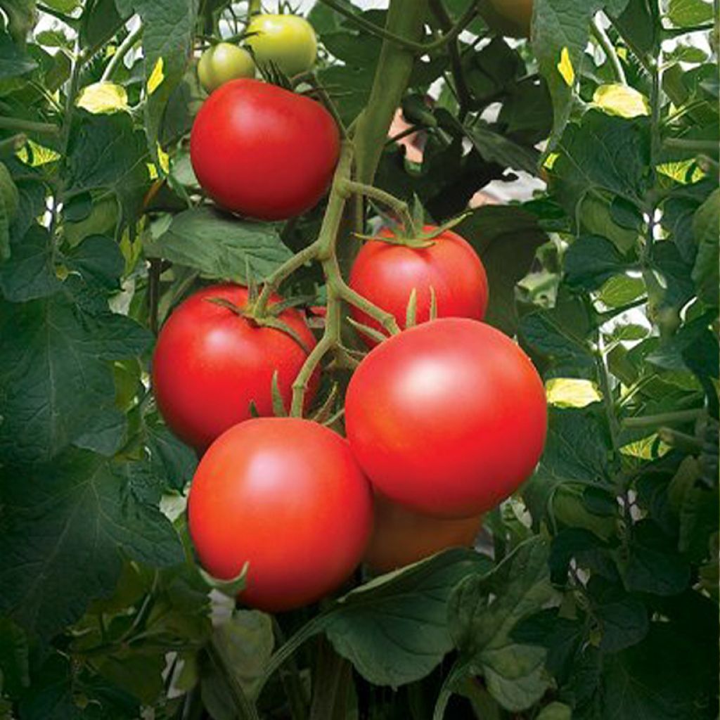 Tomate Paoline F1 - Solanum lycopersicum