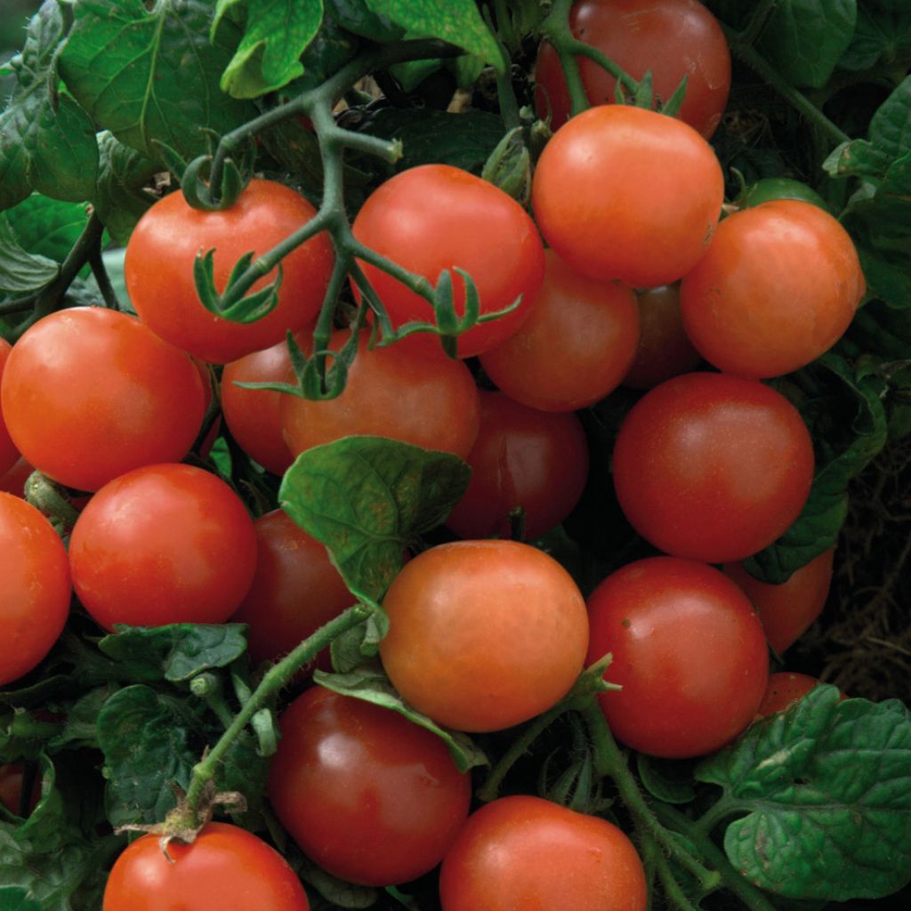 Tomate Balconi Red - Solanum lycopersicum