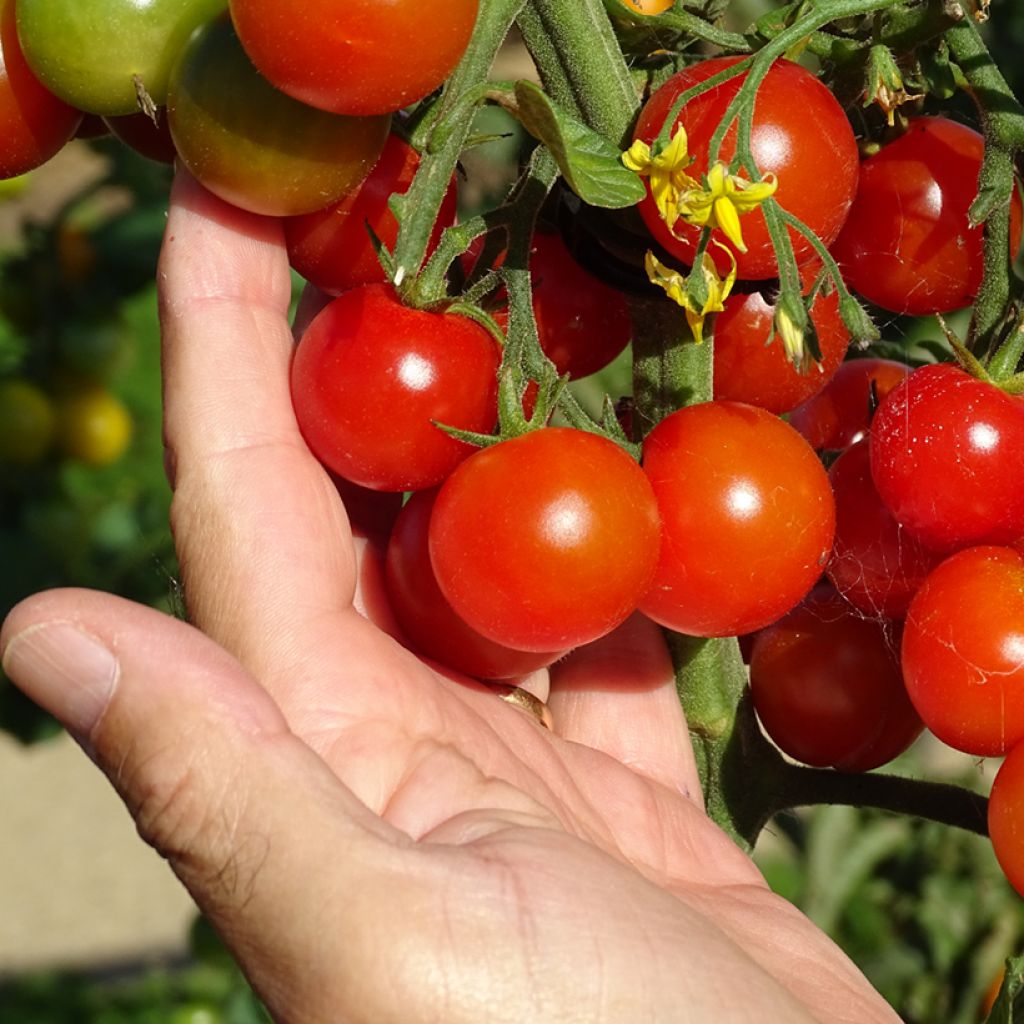 Tomate cherri Gusta Mini Red F1