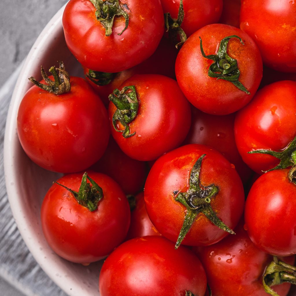Tomate Pépite