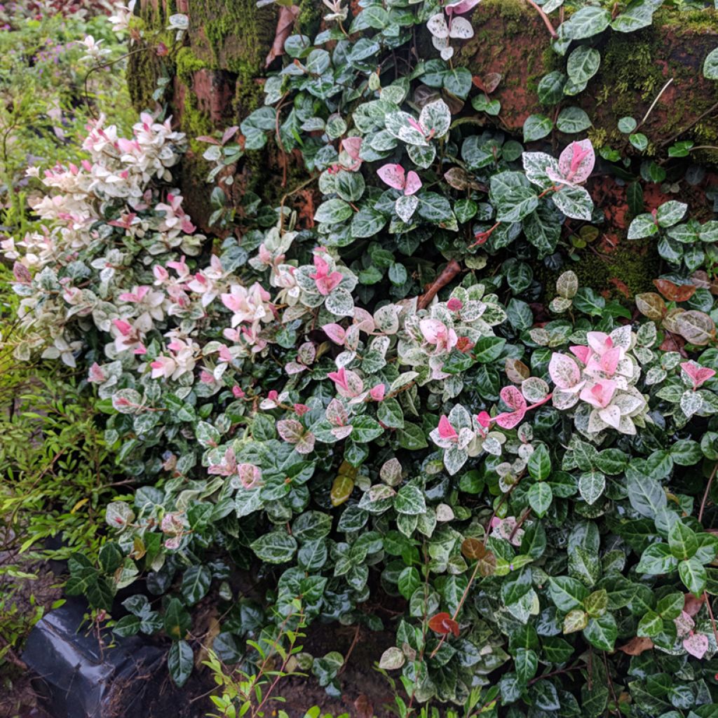 Trachelospermum asiaticum Tricolor - Jasmin étoilé panaché