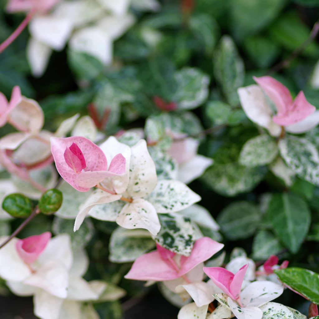 Trachelospermum asiaticum Tricolor - Jasmin étoilé panaché
