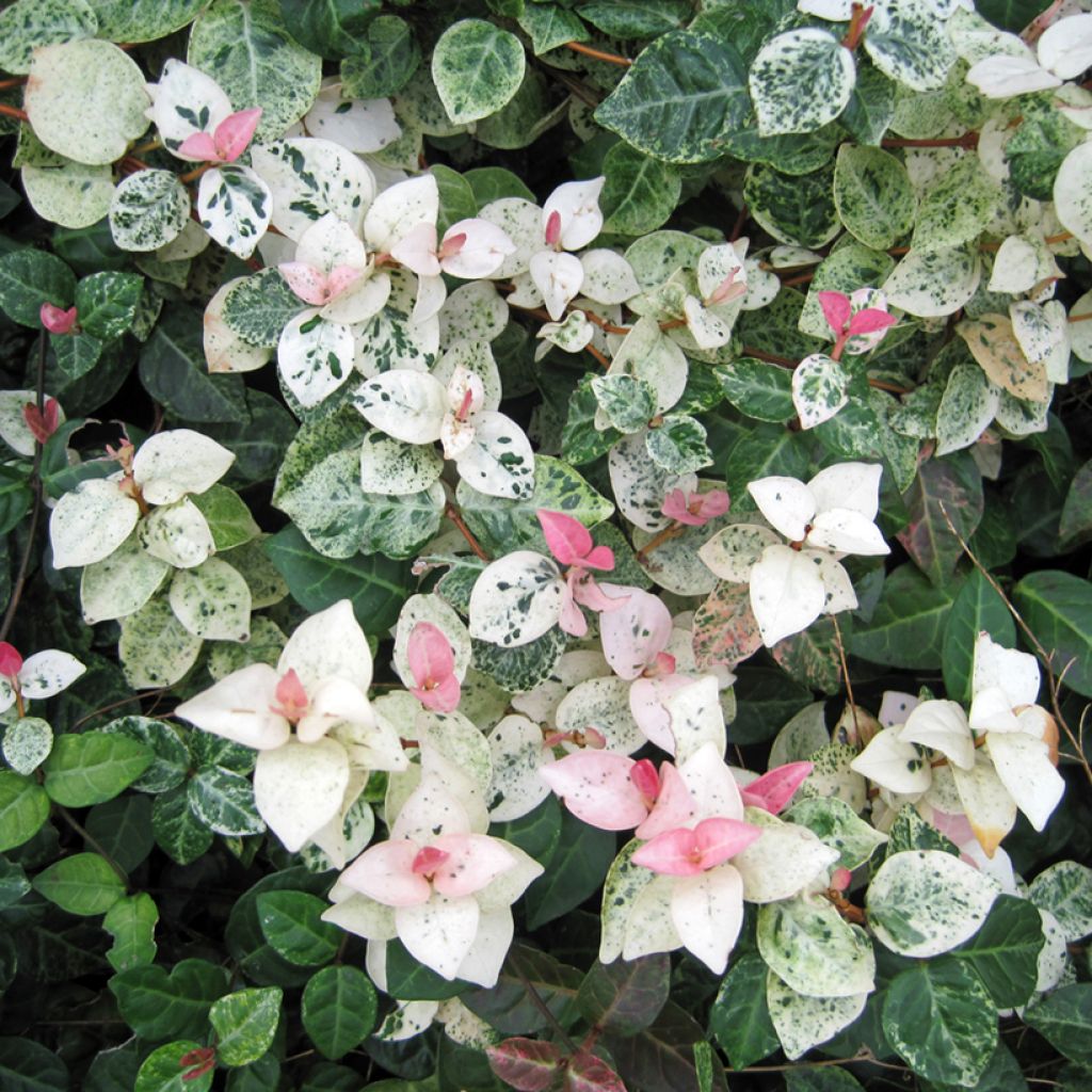 Trachelospermum asiaticum Tricolor - Jasmin étoilé panaché