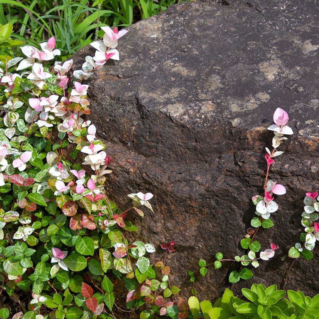 Trachelospermum asiaticum Tricolor - Jasmin étoilé panaché