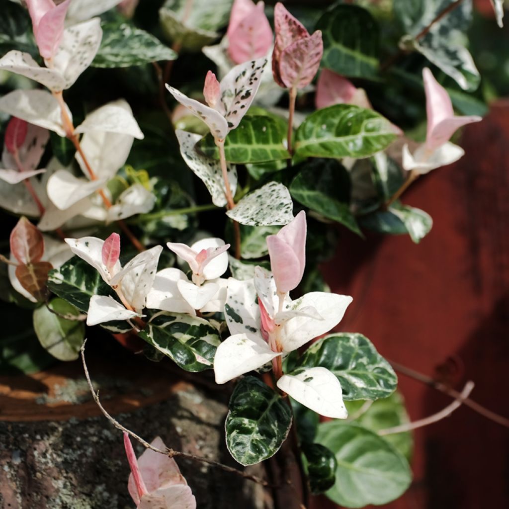 Trachelospermum asiaticum Tricolor - Jasmin étoilé panaché