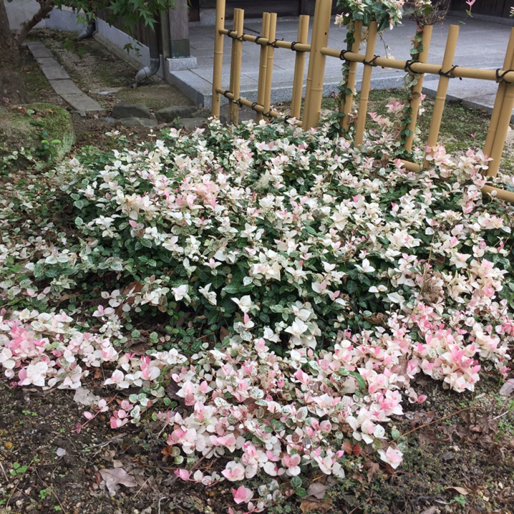 Trachelospermum asiaticum Tricolor - Jasmin étoilé panaché