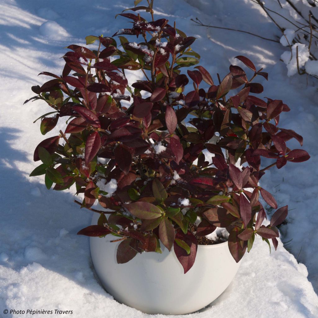 Jazmín de leche Winter Ruby 'Trared