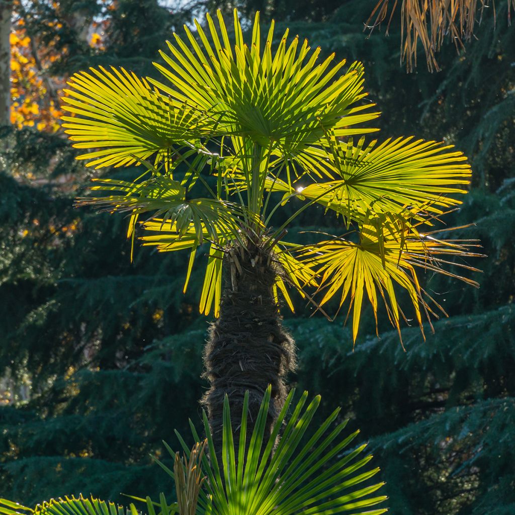 Palmito elevado - Trachycarpus fortunei