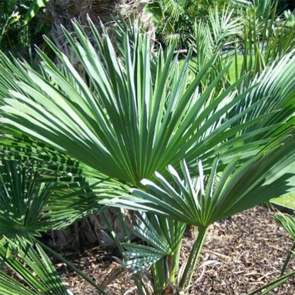 Trachycarpus wagnerianus - Palmier miniature de Chusan