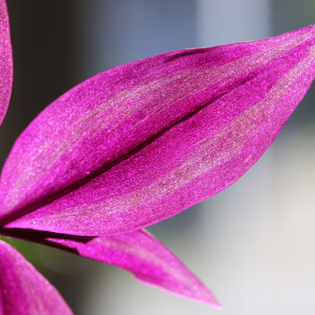 Tradescantia zebrina Pink Paradise - Planta amor de hombre